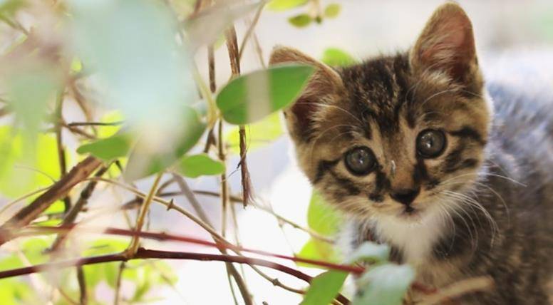 猫咪吃草是怎么回事呢？为什么会吃呢？
