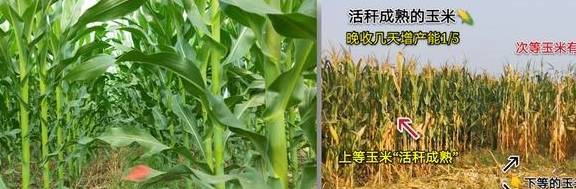 玉米品种：为啥''根系发达，活秆成熟''更好呢？