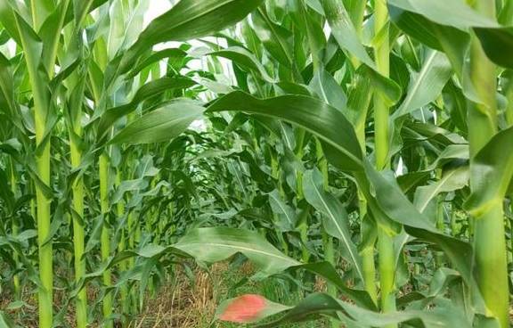 玉米品种：为啥''根系发达，活秆成熟''更好呢？