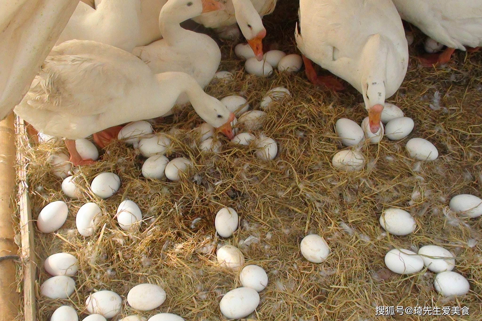 吃鹅的人越来越多，却没有人吃鹅蛋呢？原来很现实