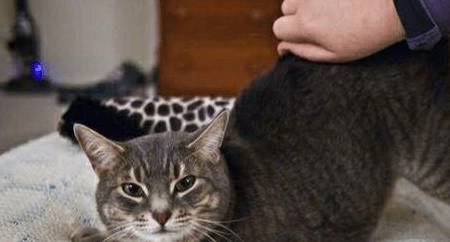 猫“伸懒腰”的几大含义，你都知道哪些呢？