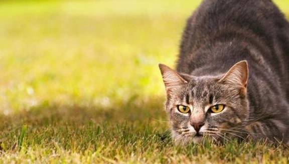 猫“伸懒腰”的几大含义，你都知道哪些呢？