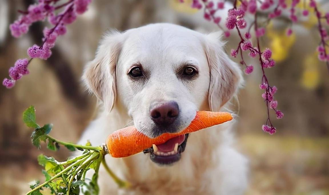 狗狗能吃的八种蔬菜，你知道哪些呢？