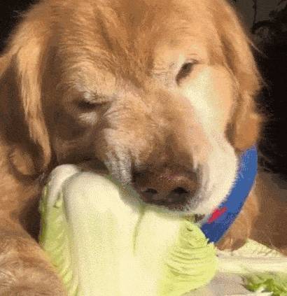 狗狗能吃的八种蔬菜，你知道哪些呢？