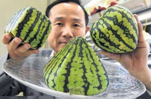 日本的西瓜卖的非常贵，为什么不进口中国的呢？